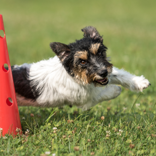 Conditioning & Exercise